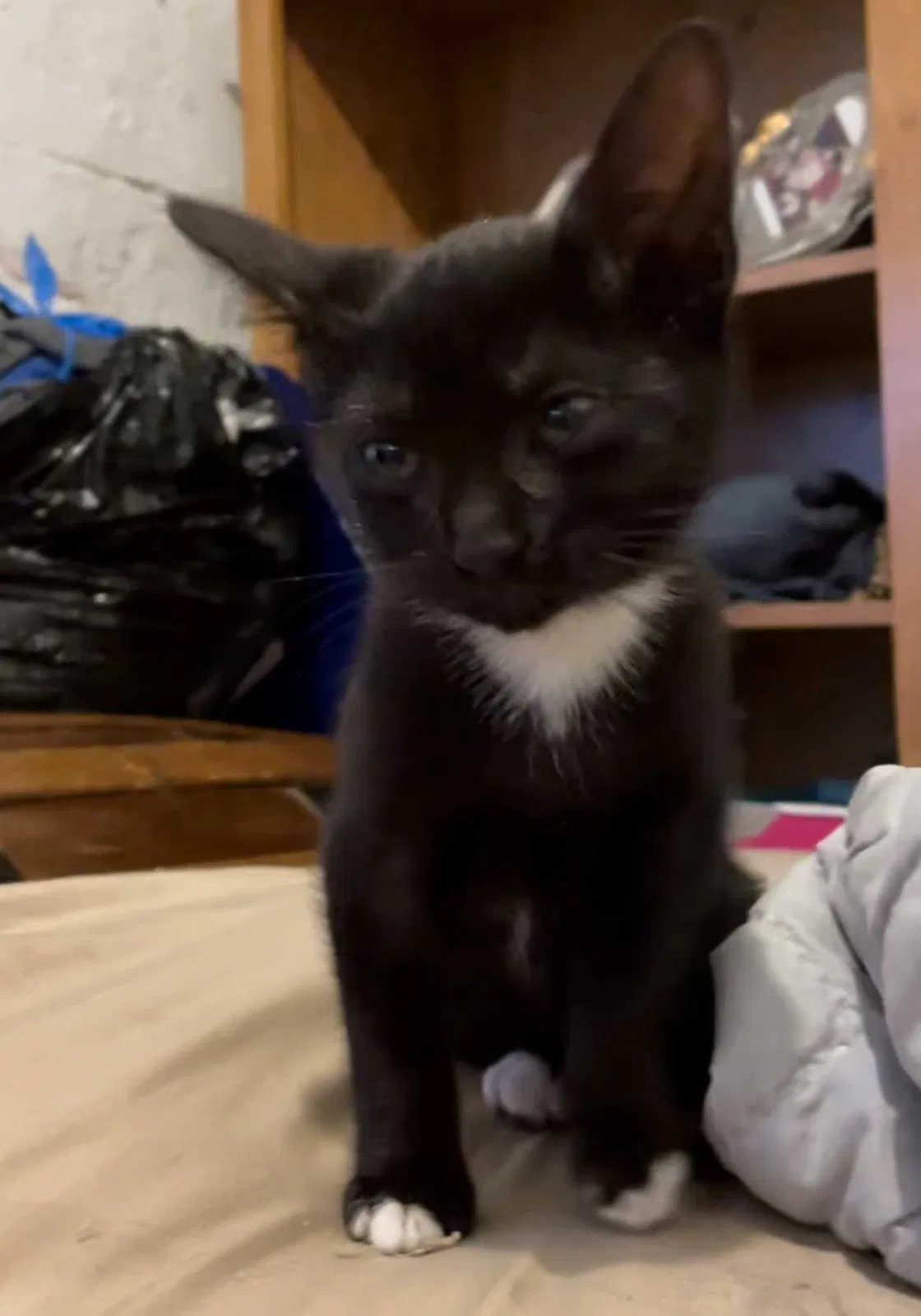 Lost cat in Neptune, NJ, 7753