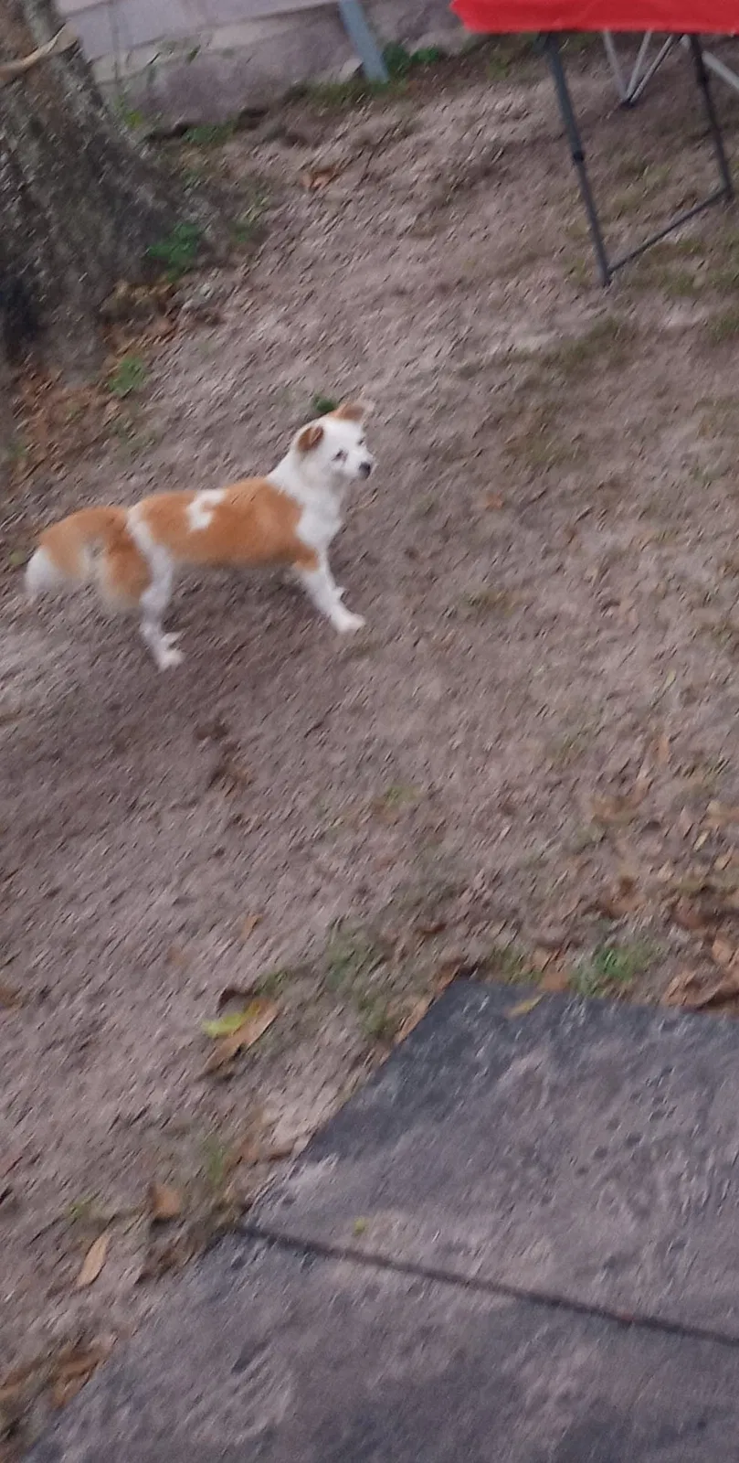 Lost dog in Ocala, FL, 34474