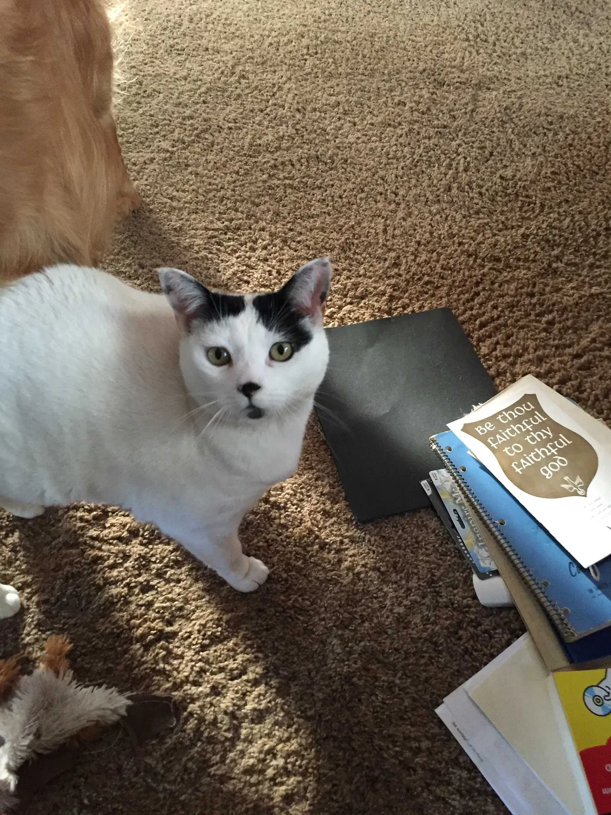 Lost cat in Dunnigan, CA, 95937