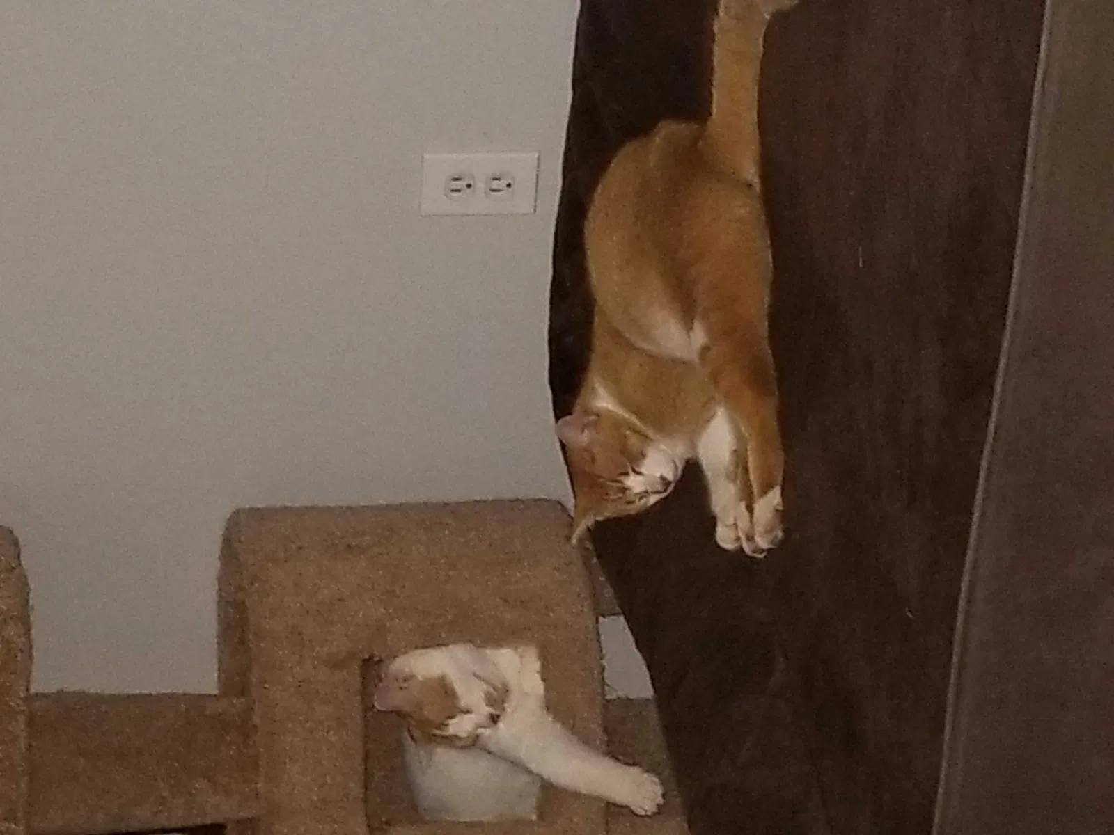 Lost cat in Magnolia, TX, 77355