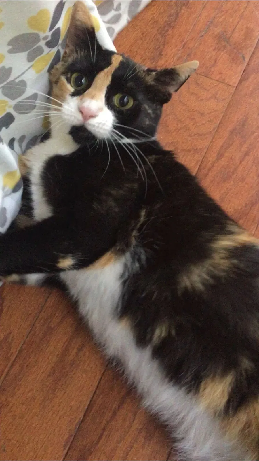 Lost cat in Marietta, GA, 30064