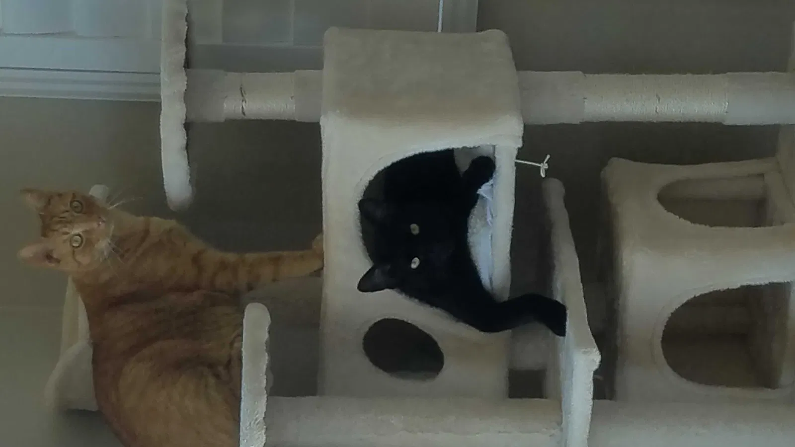 Lost cat in San Marcos, CA, 92078