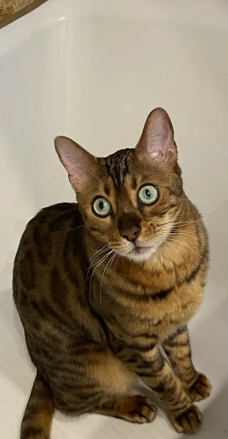 Lost cat in Rancho Santa Fe, CA, 92067
