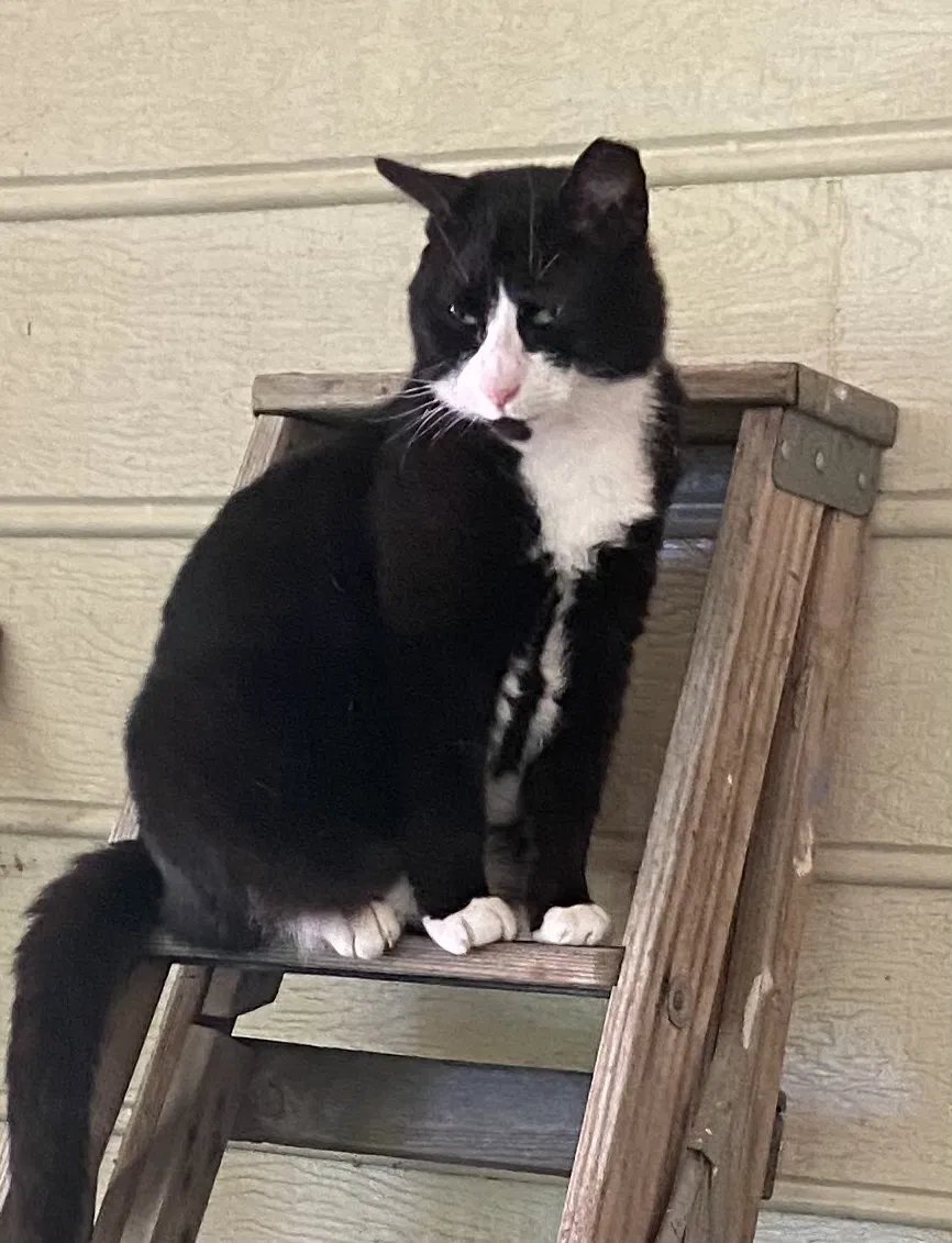 Lost cat in Dallas, NC, 28034