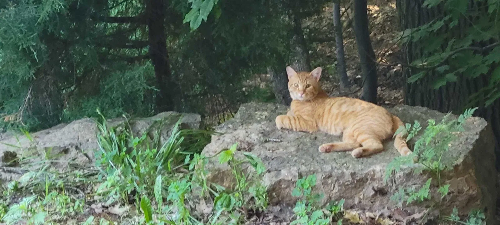 Lost cat in Savage, MN, 55378