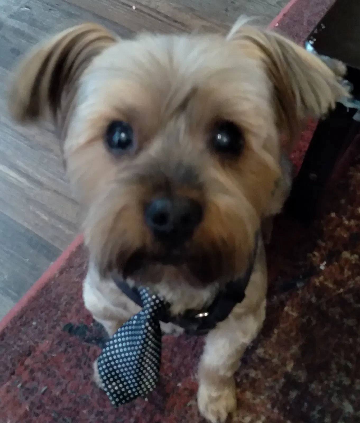 Lost dog in Mineola, TX, 75773