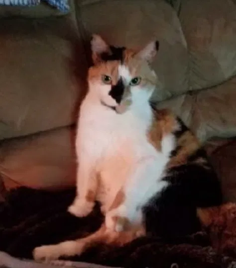 Lost cat in Nazareth, PA, 18064