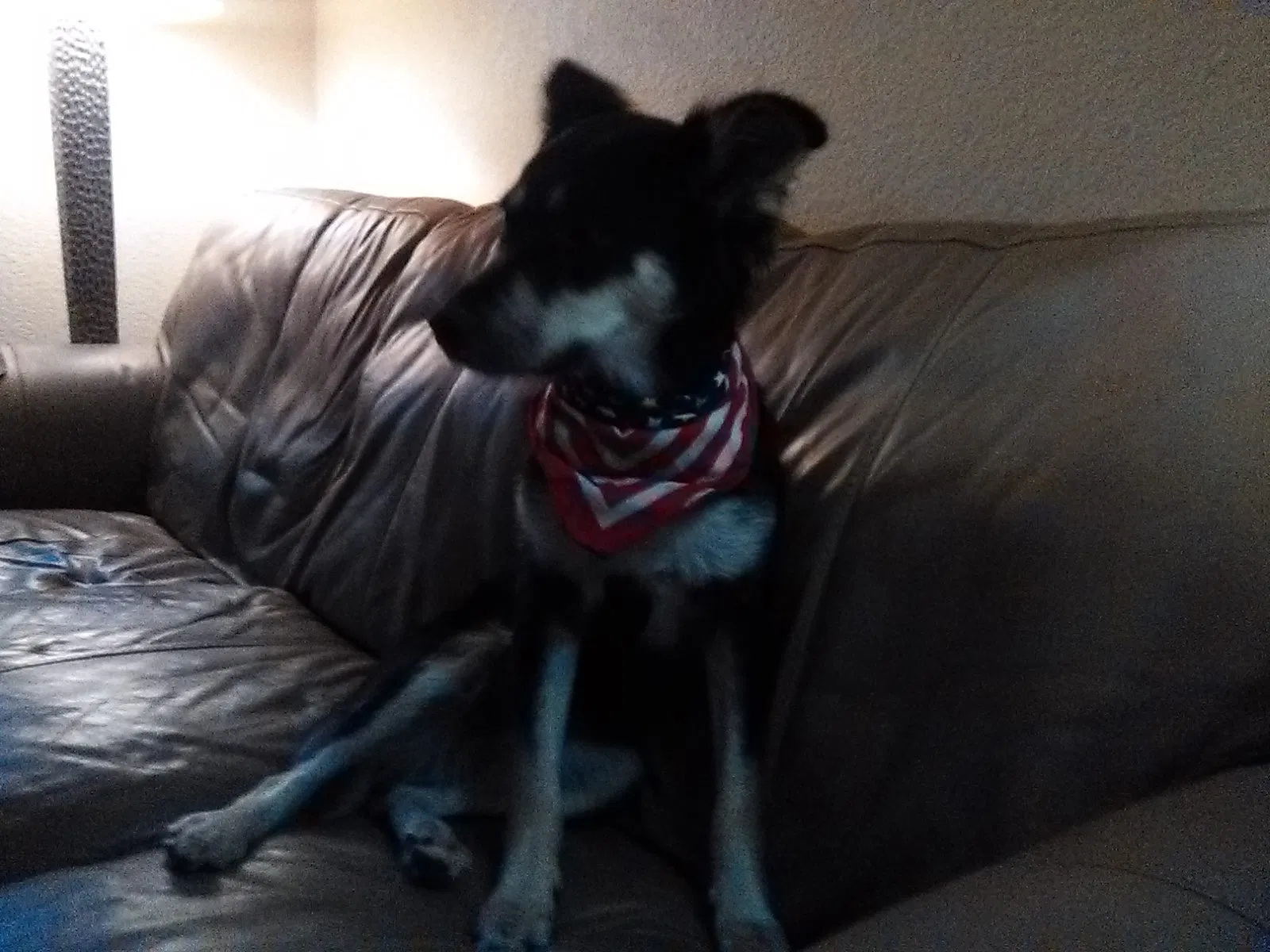Lost dog in Sacramento, CA, 95842