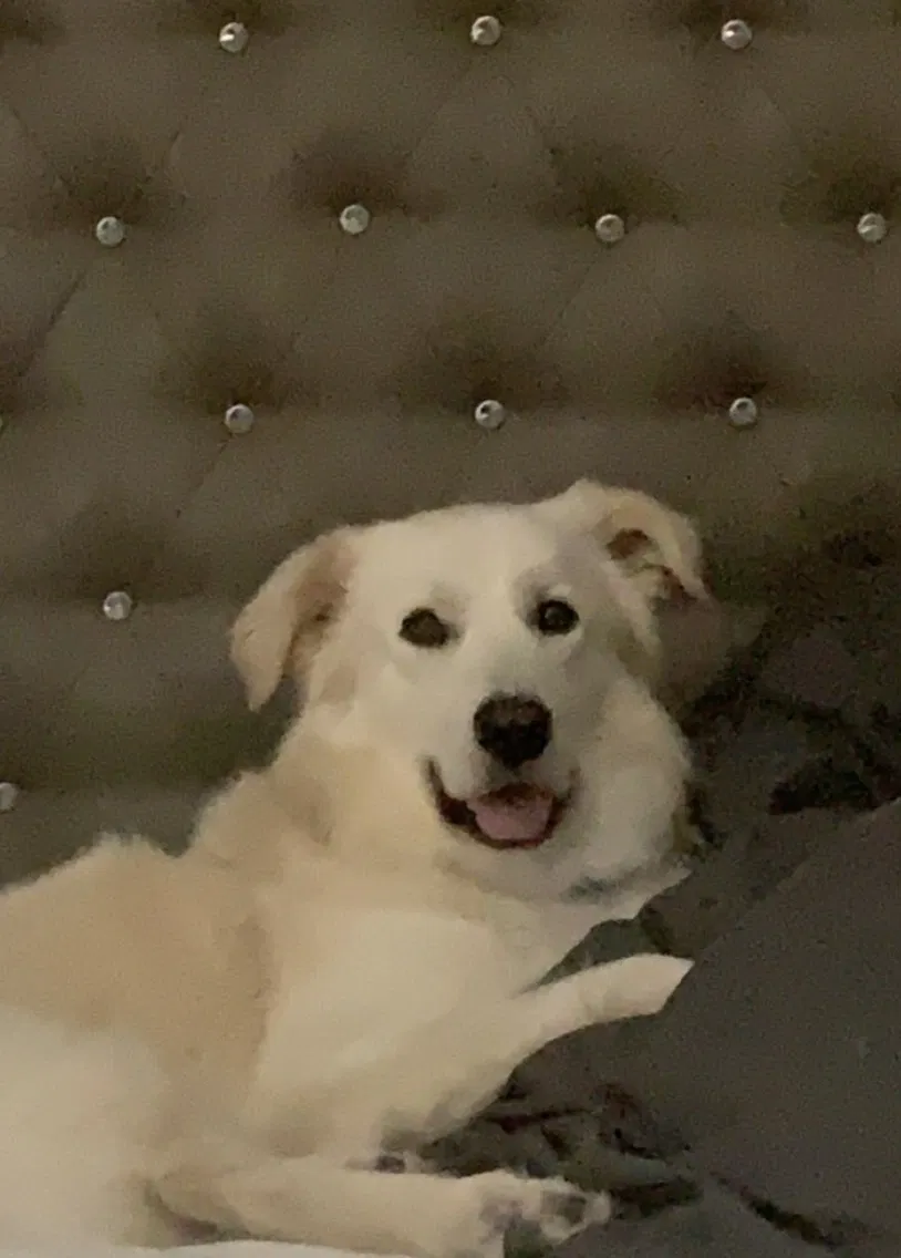 Lost dog in Harlingen, TX, 78552