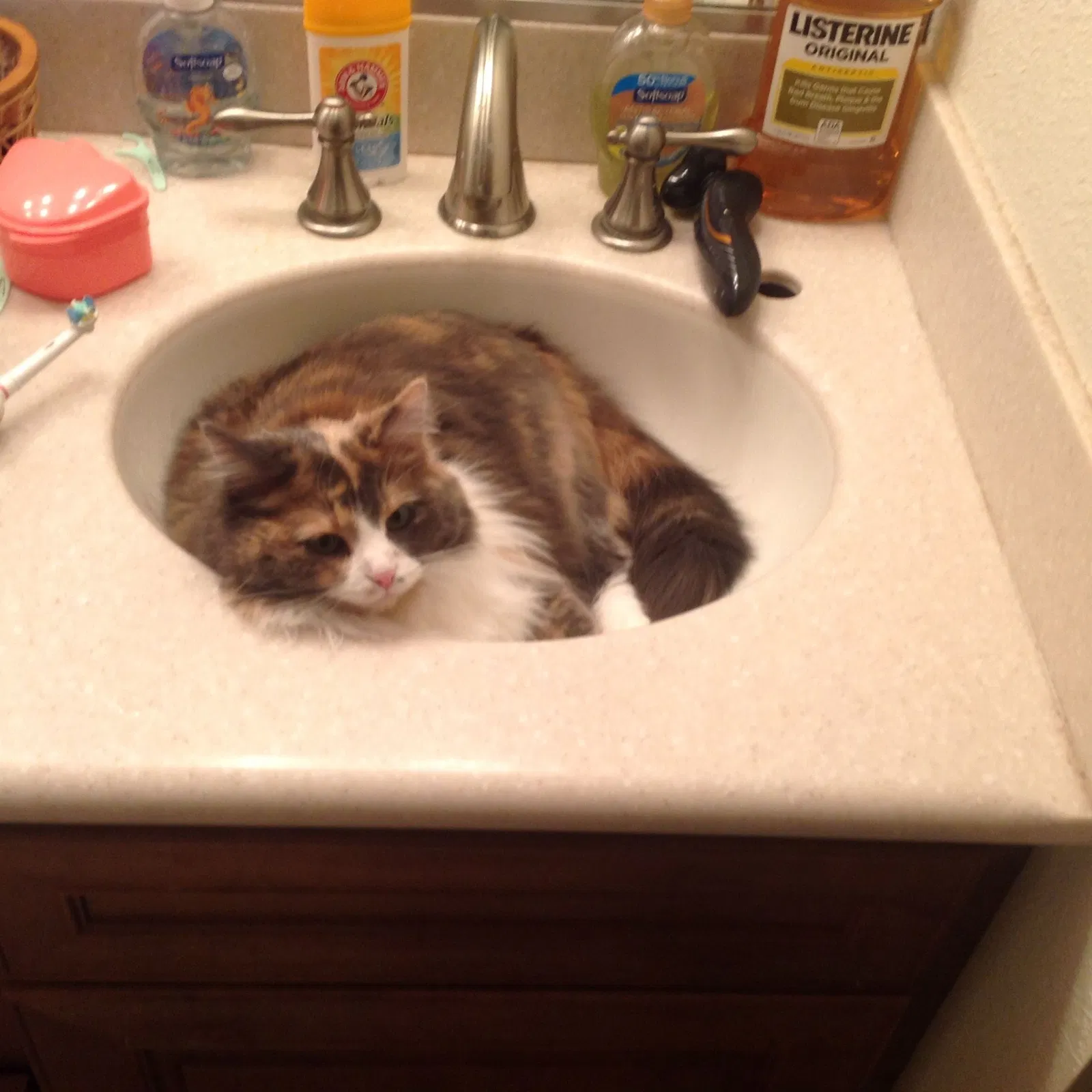Lost cat in Random Lake, WI, 53075