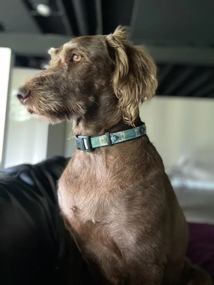 Found dog in Doylestown, OH, 44230