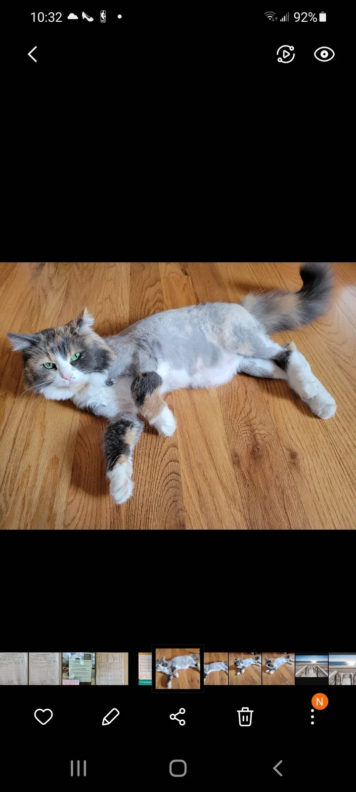 Lost cat in Random Lake, WI, 53075