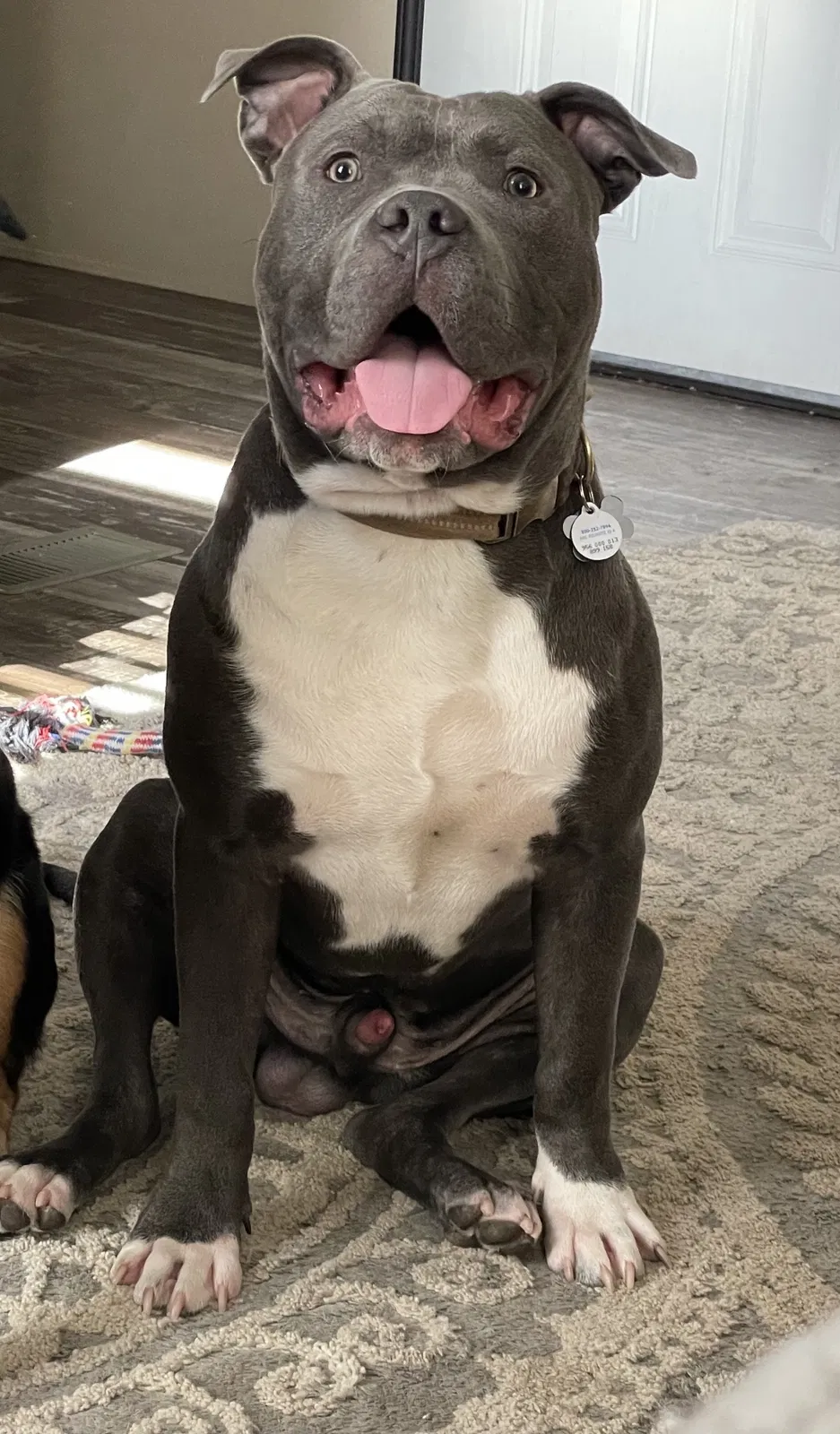 Lost dog in Catoosa, OK, 74015