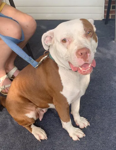 Found dog in Unknown, OH, 0