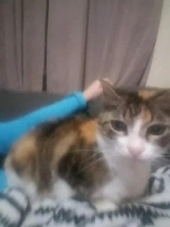 Lost cat in Houma, LA, 70364