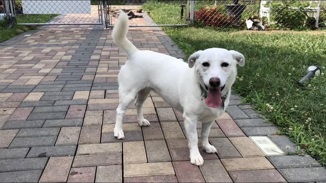 Lost dog in Dayton, OH, 45410