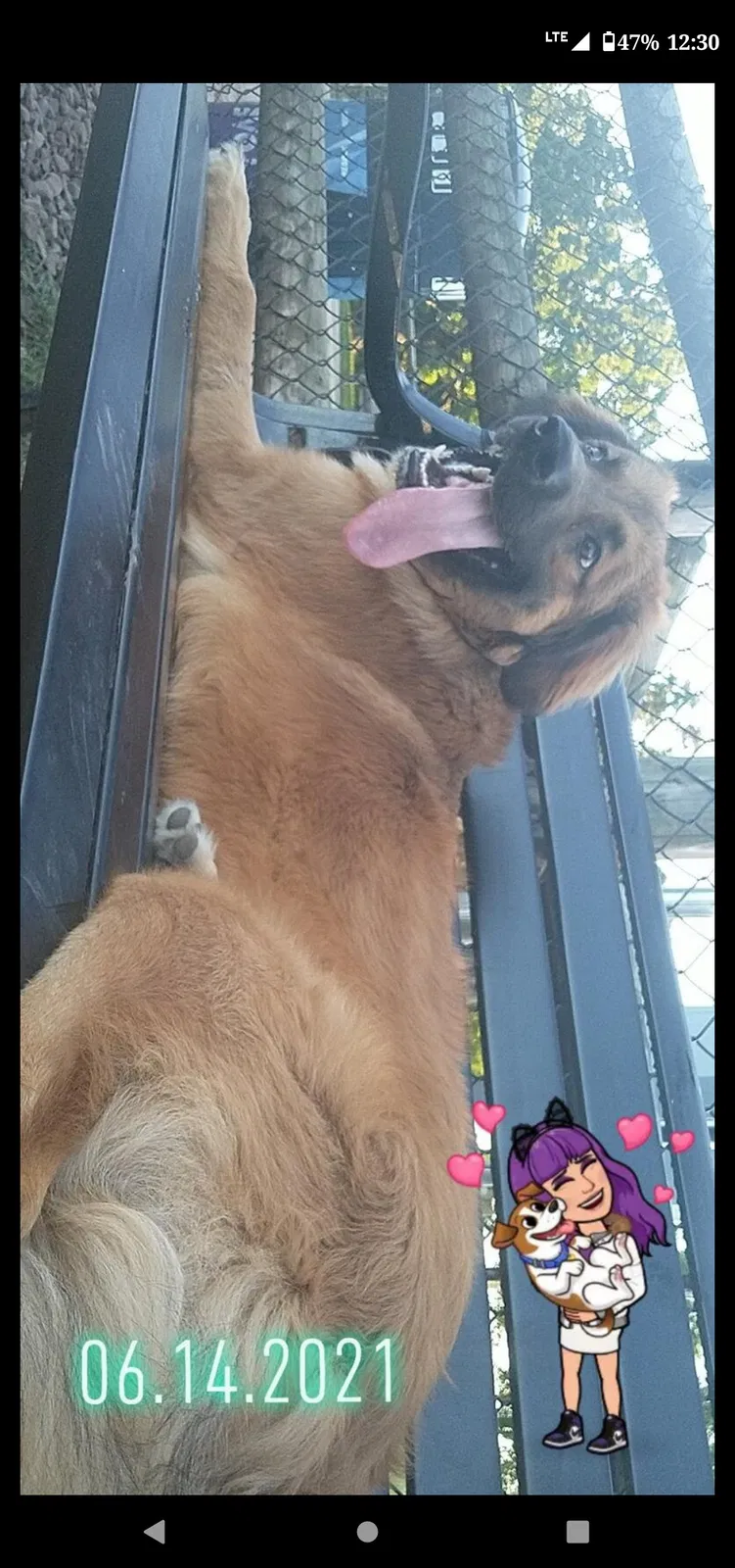 Lost dog in Fayetteville, AR, 72704