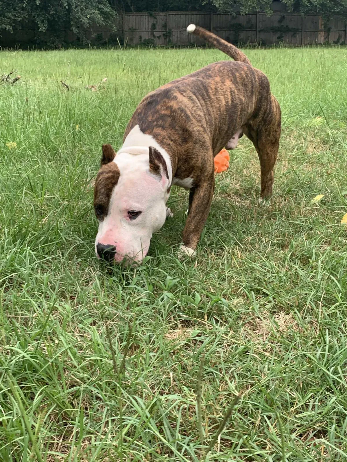 Found dog in West Columbia, SC, 29172