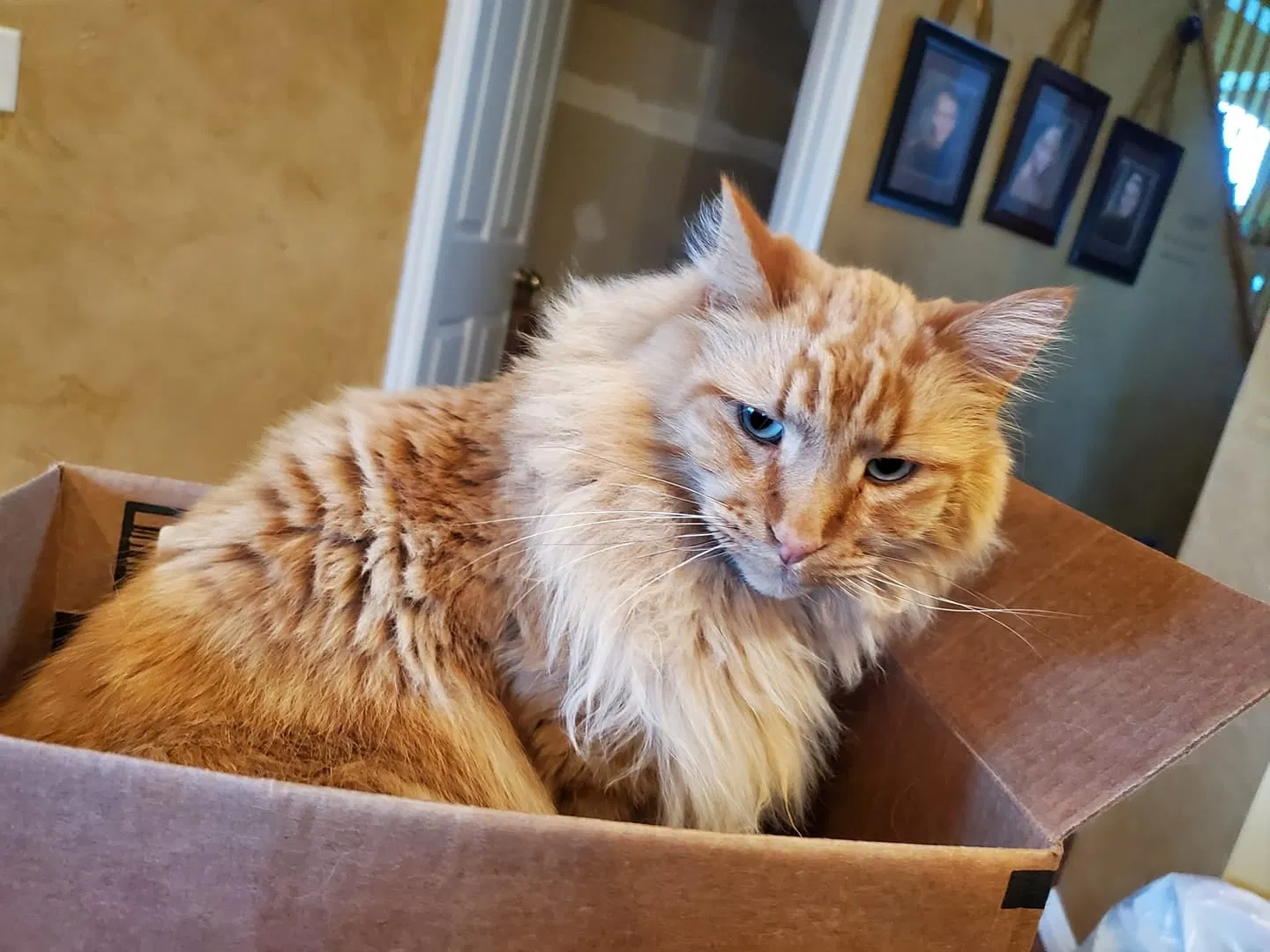 Lost cat in Lehi, UT, 84043