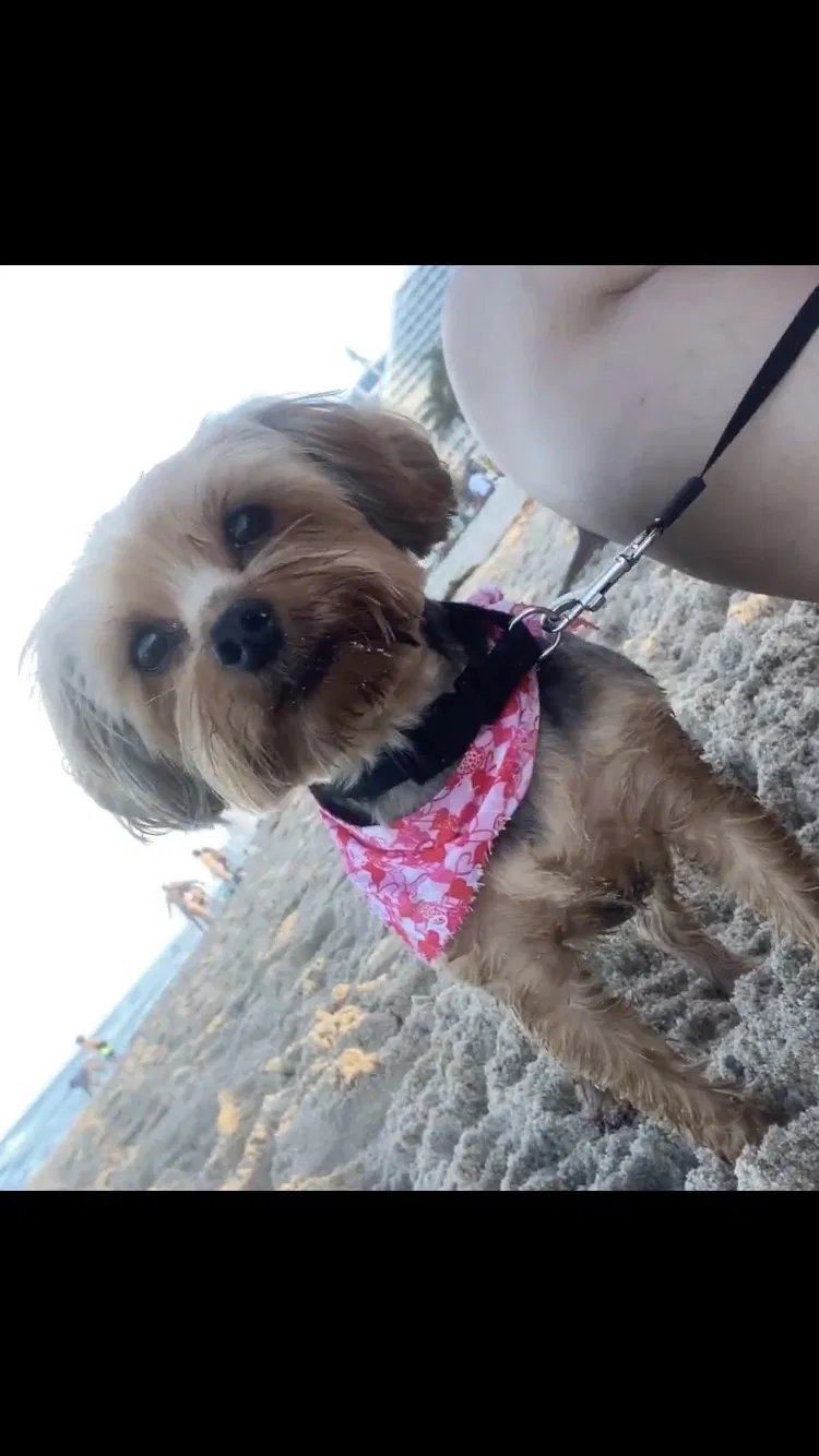 Lost dog in Fort Lauderdale, FL, 33313