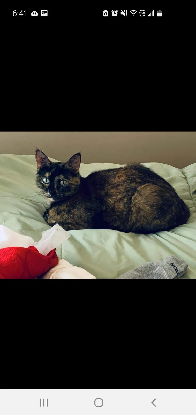 Lost cat in Salt Lake City, UT, 84118