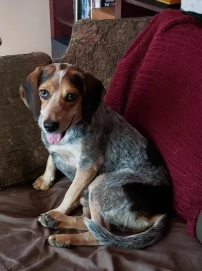 Lost dog in Glen Mills, PA, 19342