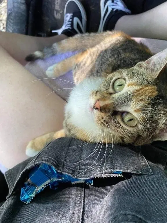 Lost cat in Knoxville, TN, 37920
