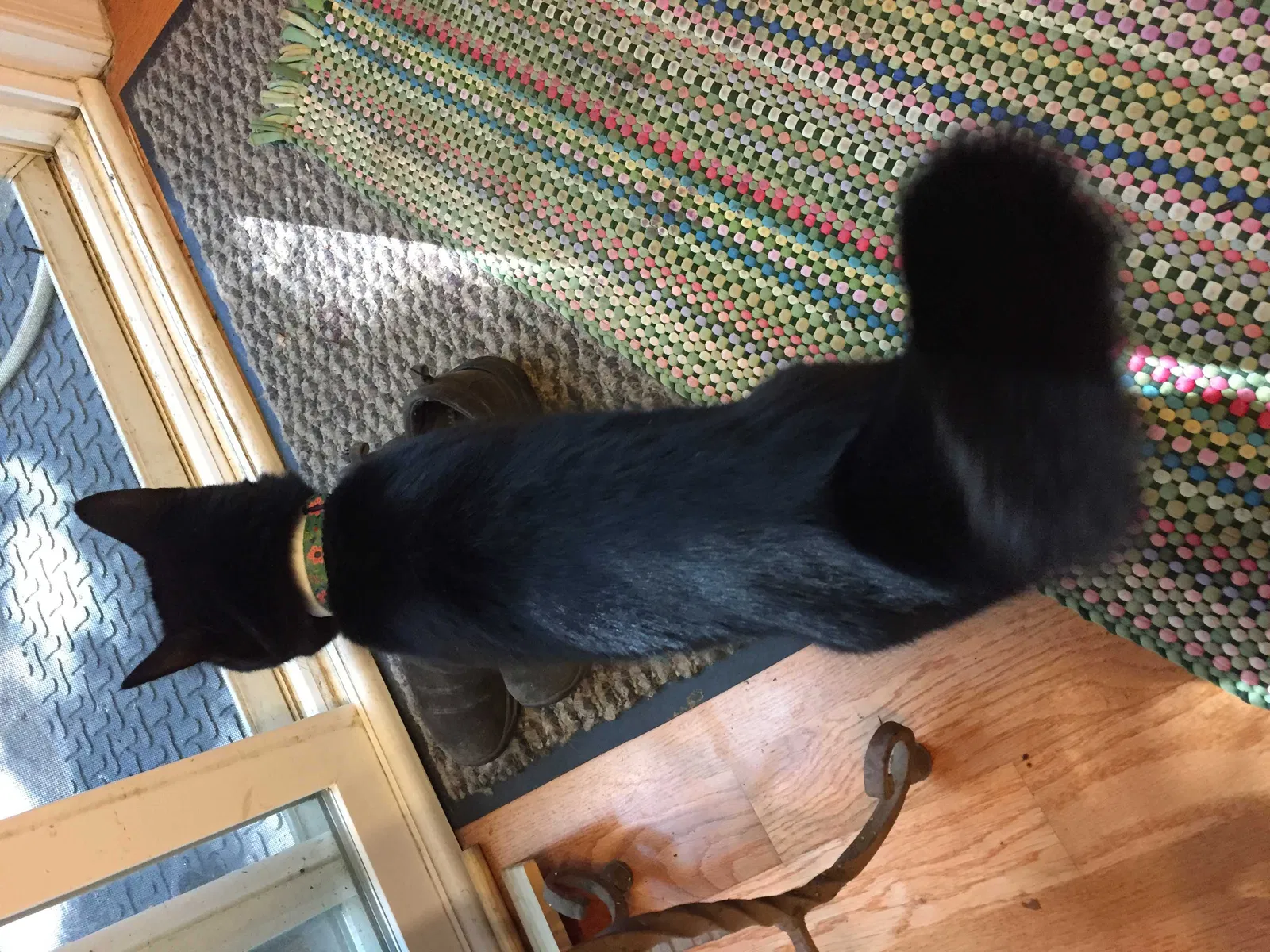 Found cat in Harrisonburg, VA, 22801