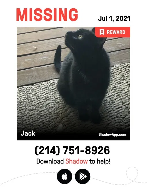 Lost cat in Carrollton, TX, 75006