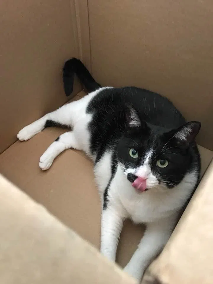 Lost cat in Alvin, TX, 77511
