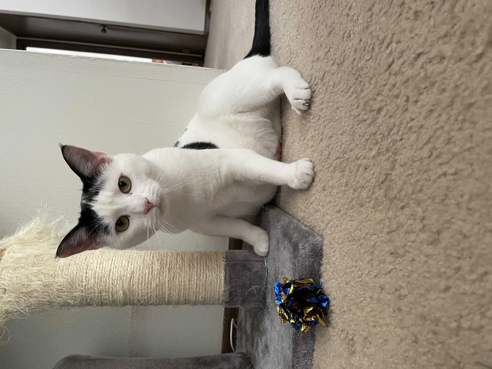 Lost cat in South Park, PA, 15129