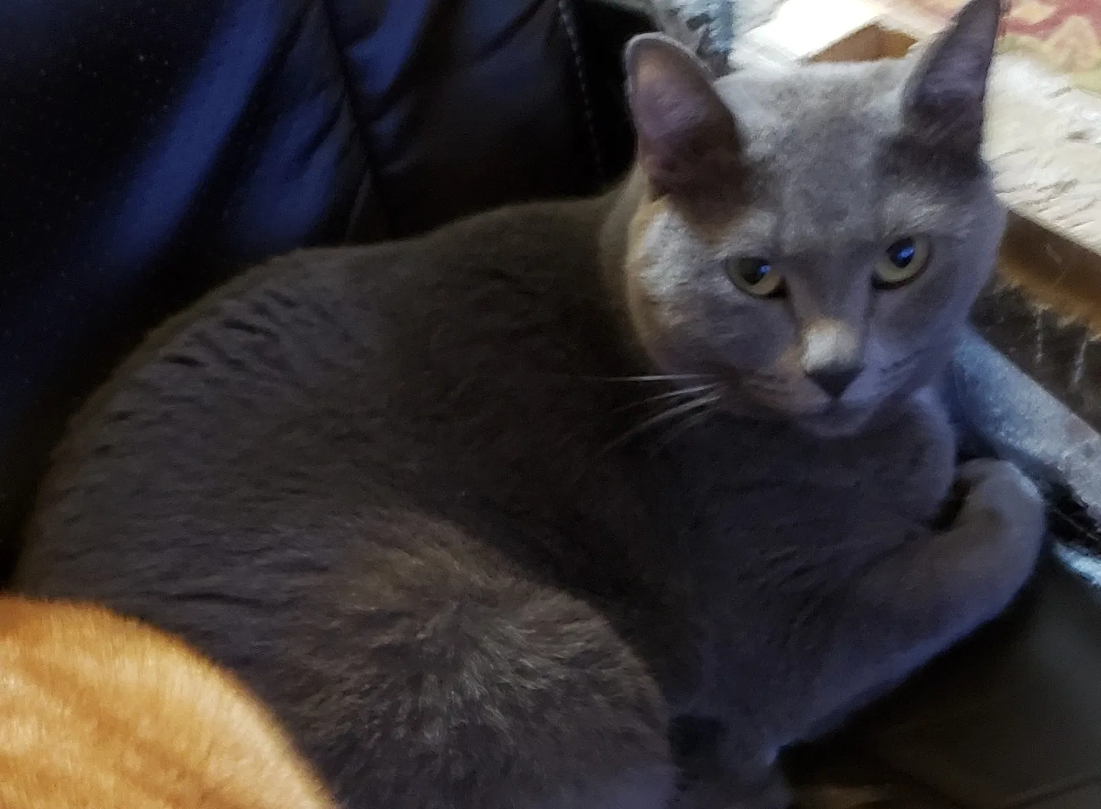 Lost cat in Marysville, CA, 95901