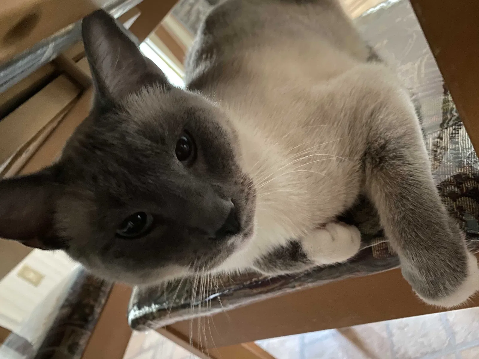 Lost cat in Adairsville, GA, 30103