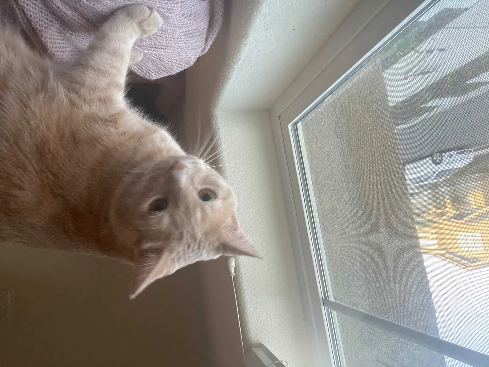 Lost cat in Sacramento, CA, 95834