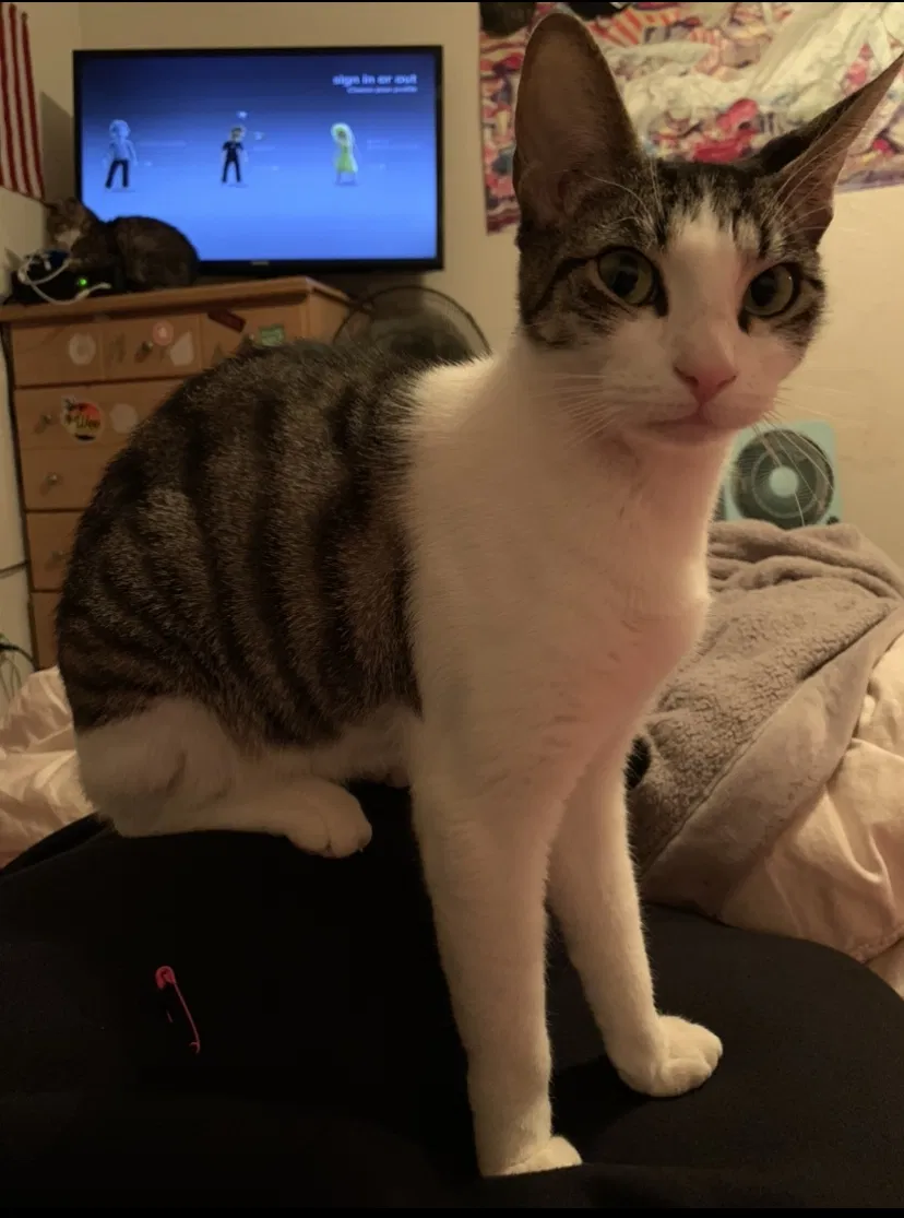 Lost cat in Gresham, OR, 97080