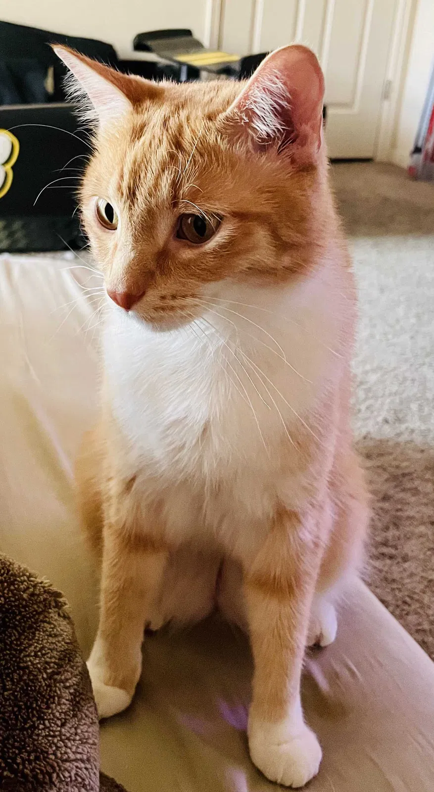 Lost cat in Loveland, CO, 80538