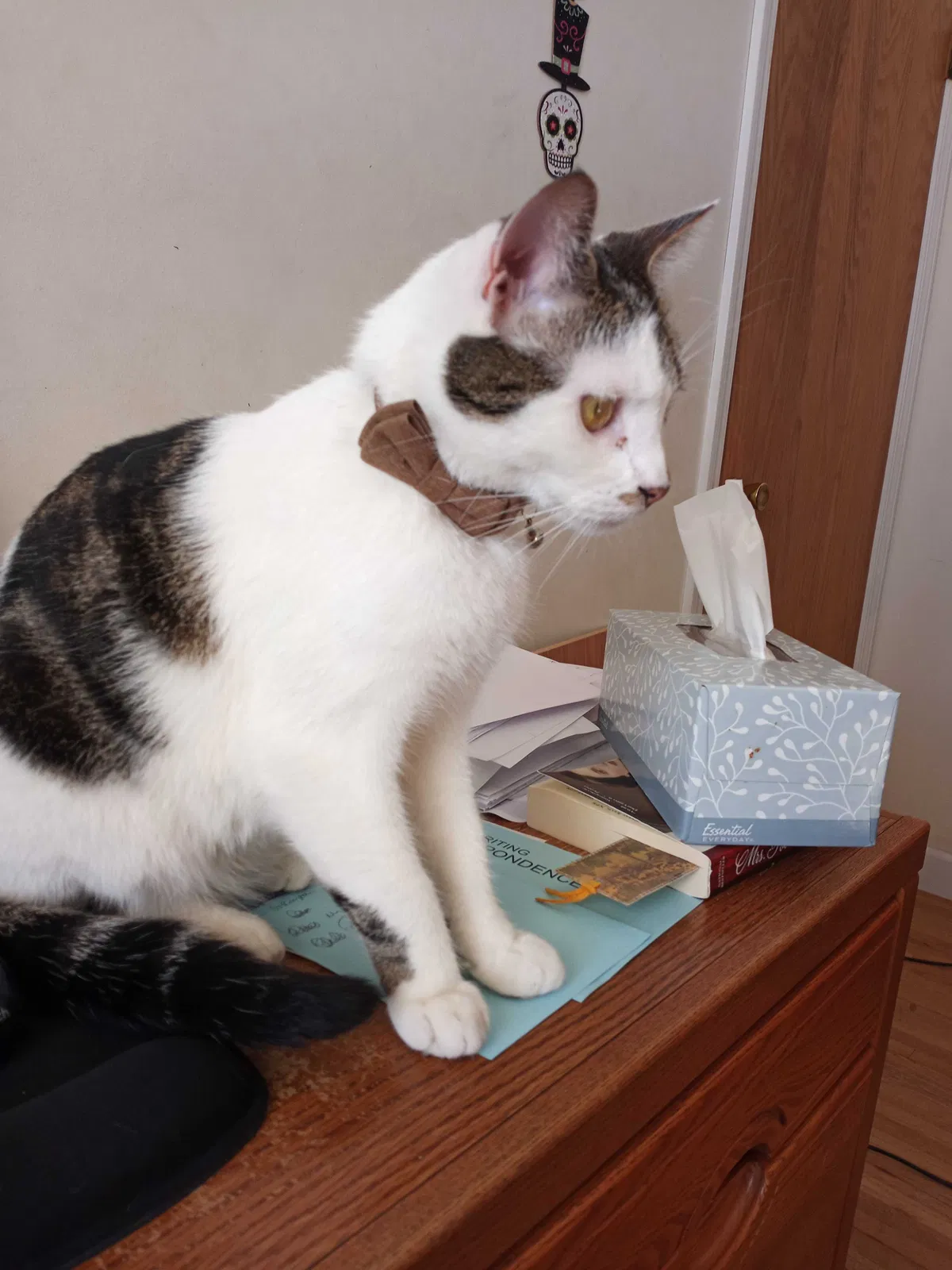 Lost cat in Saint Paul, MN, 55119
