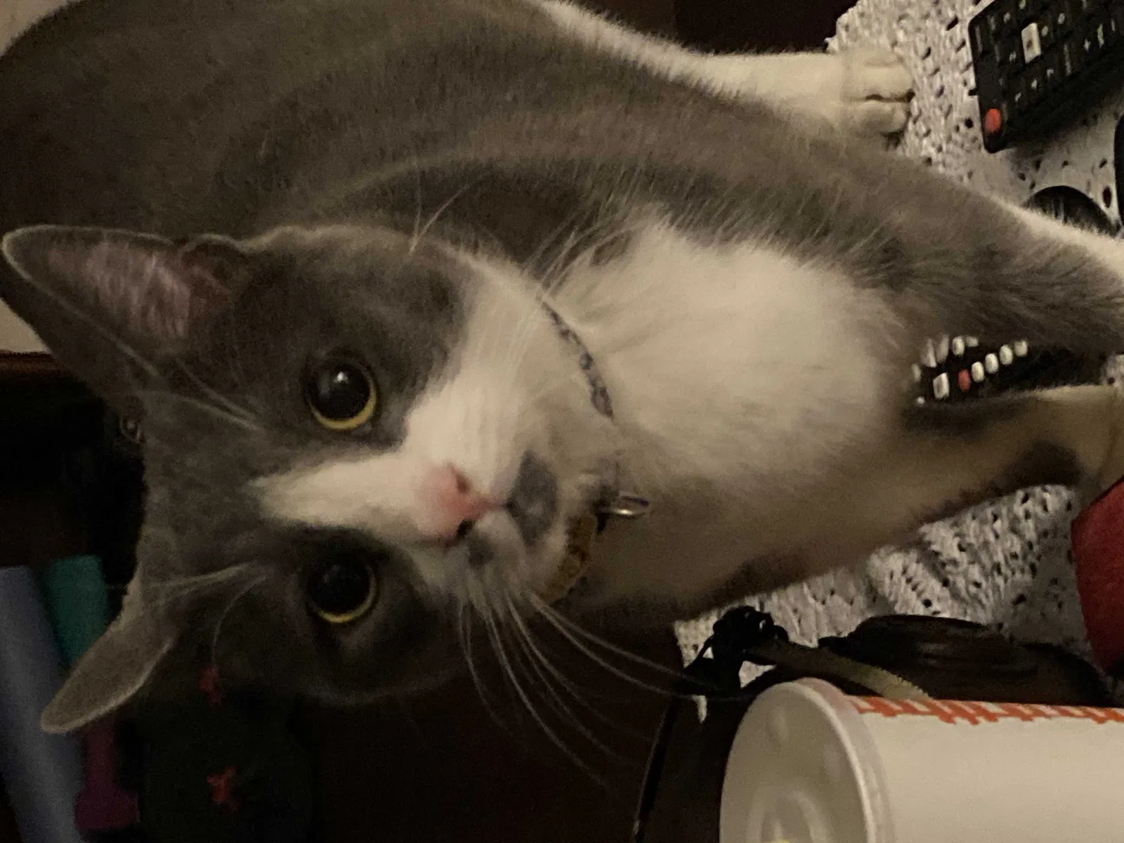 Lost cat in Denton, TX, 76210
