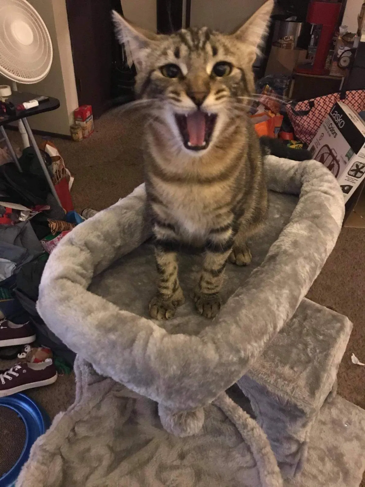 Lost cat in Spokane, WA, 99206