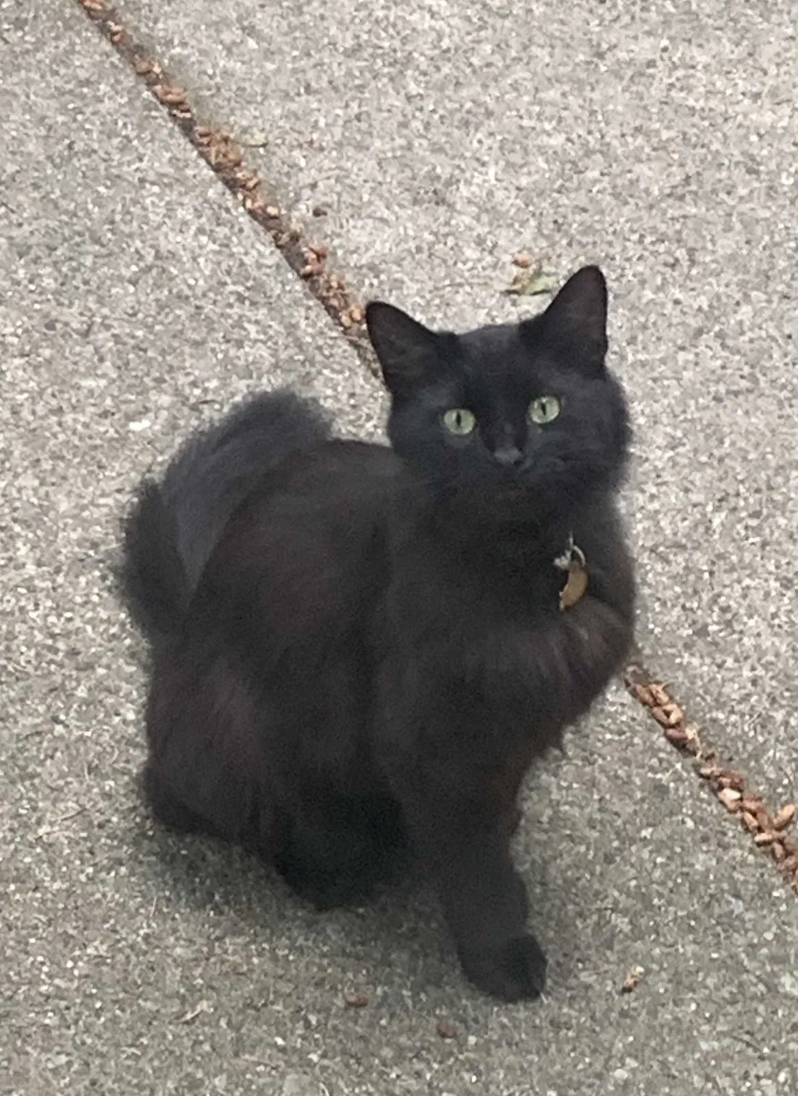 Lost cat in Ypsilanti, MI, 48197