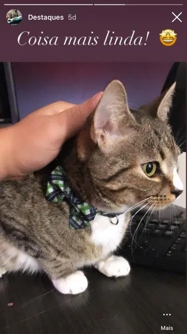 Lost cat in Birmingham, AL, 35242
