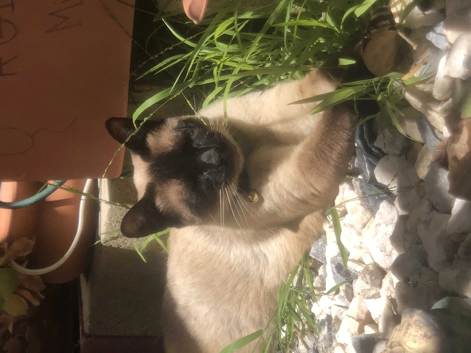 Lost cat in Costa Mesa, CA, 92627