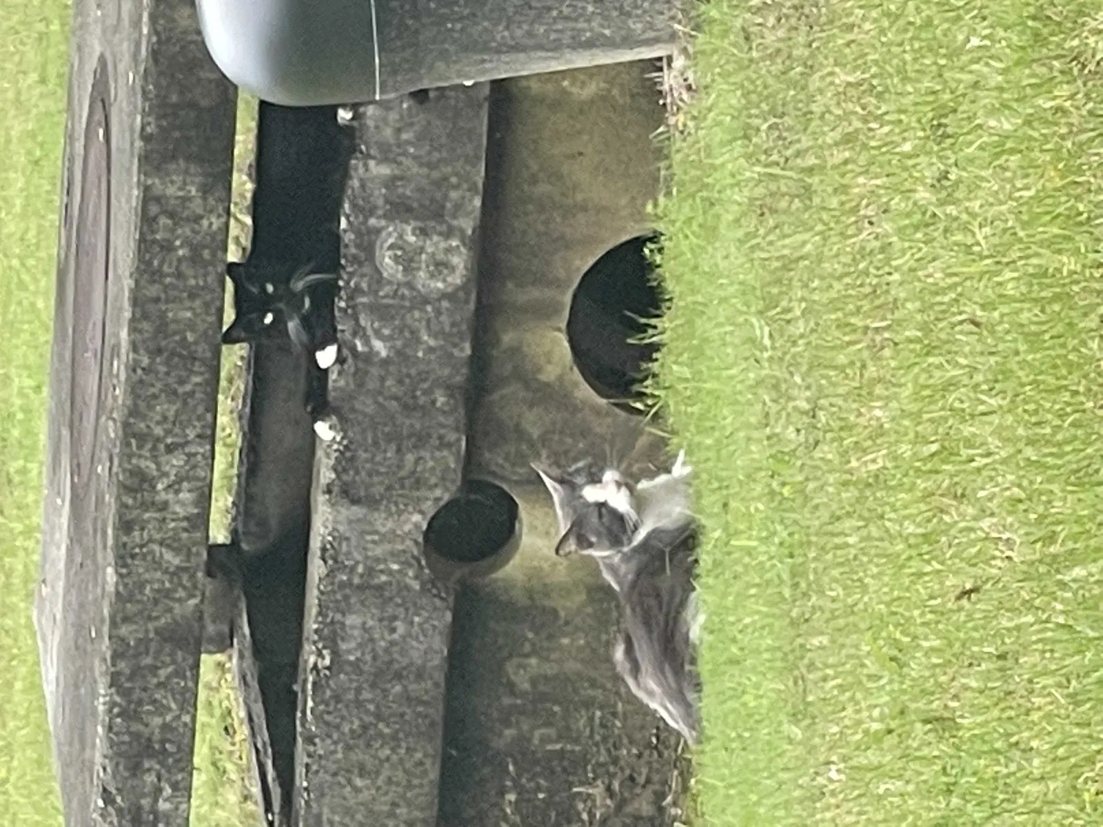 Found cat in Birmingham, AL, 35244