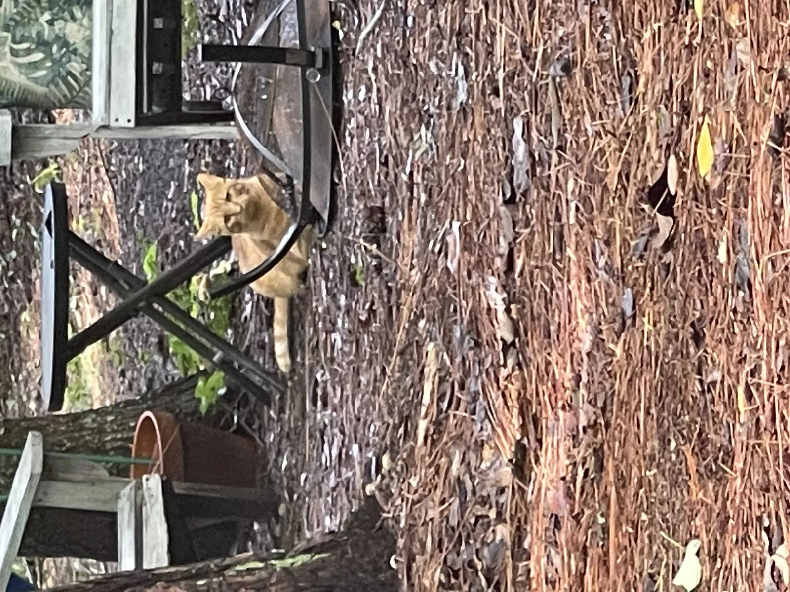 Found cat in Birmingham, AL, 35242