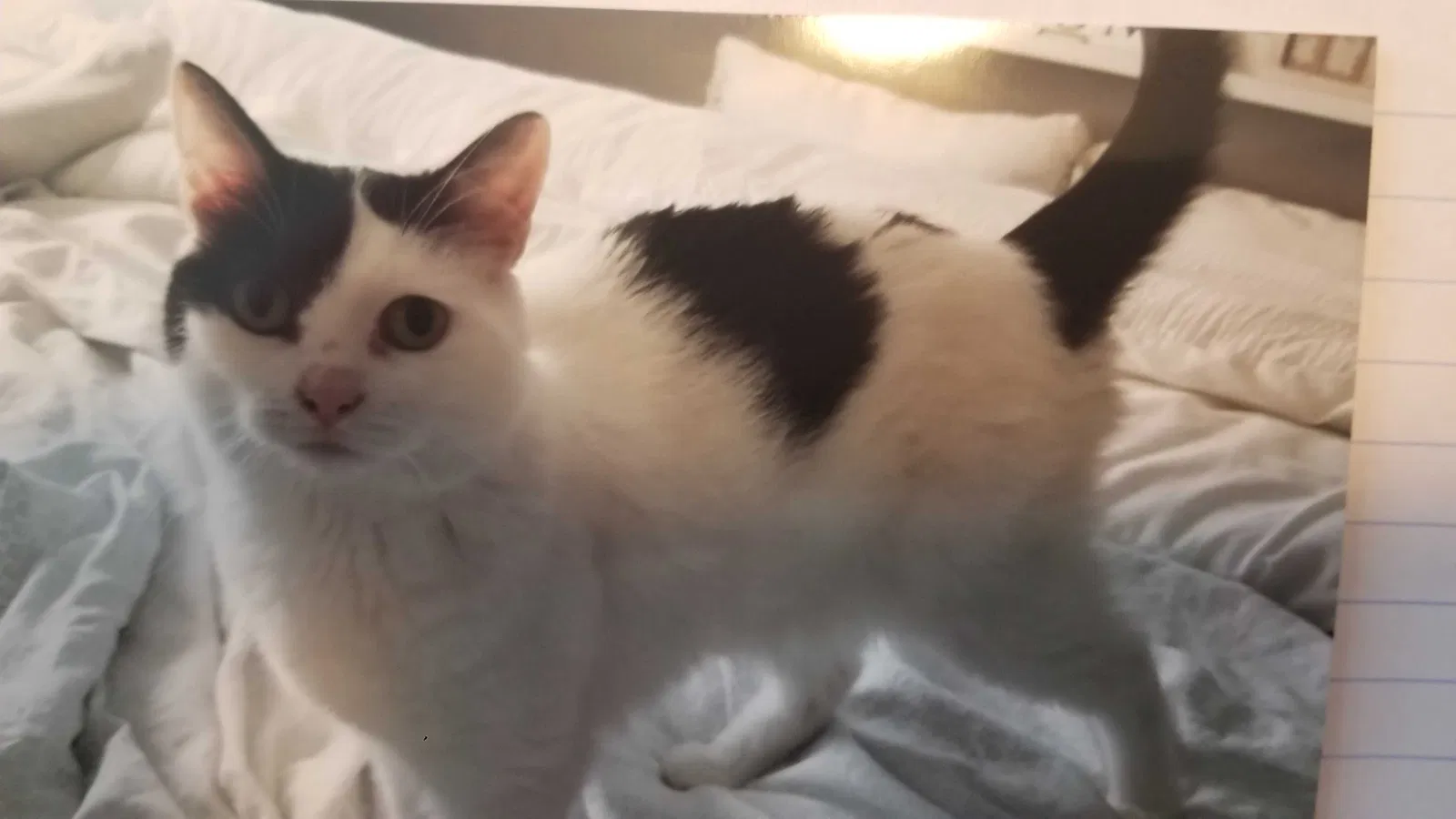 Lost cat in Elburn, IL, 60119