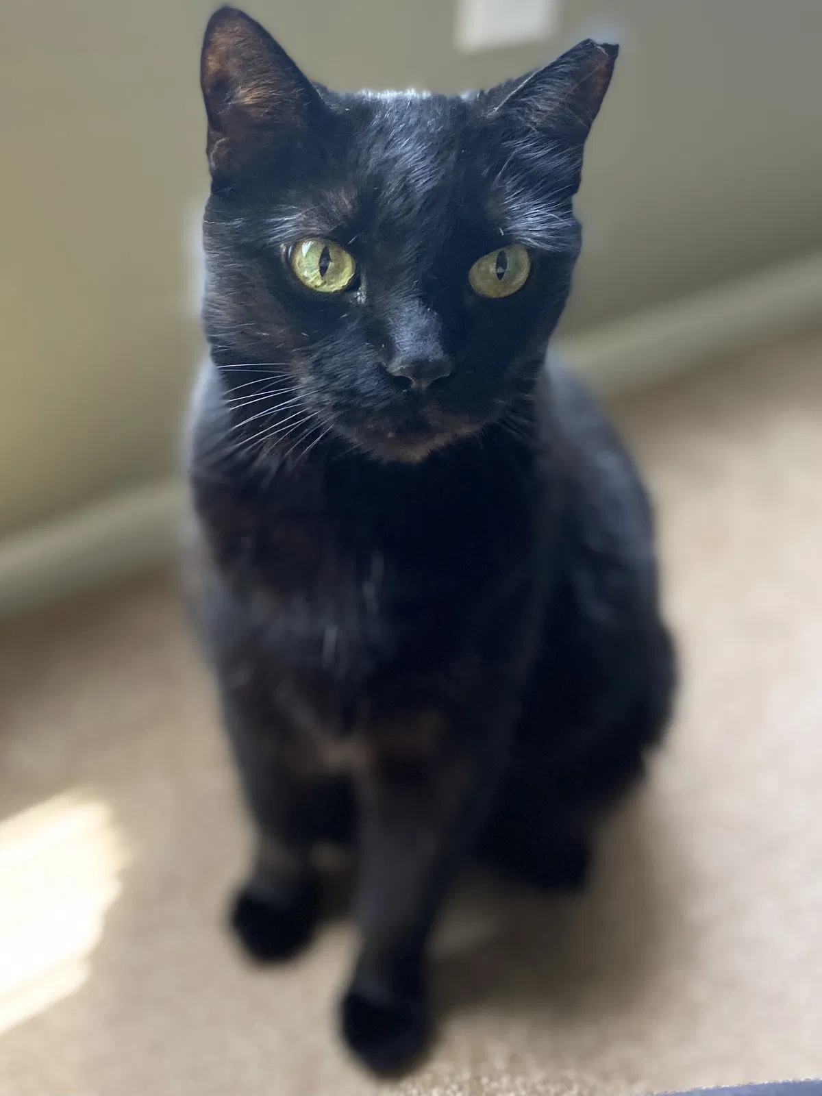 Lost cat in Chandler, AZ, 85226