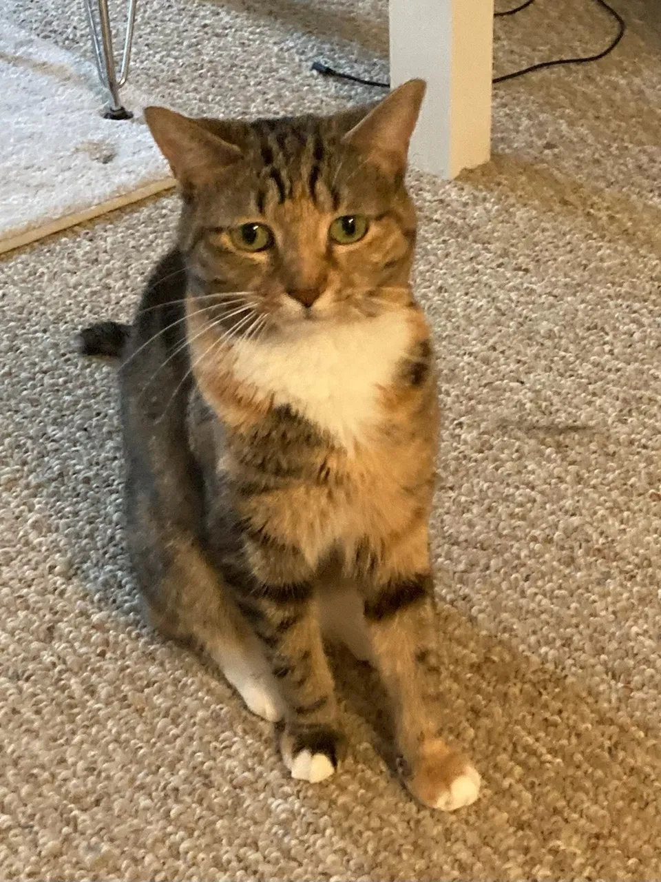 Lost cat in Morris, IL, 60450