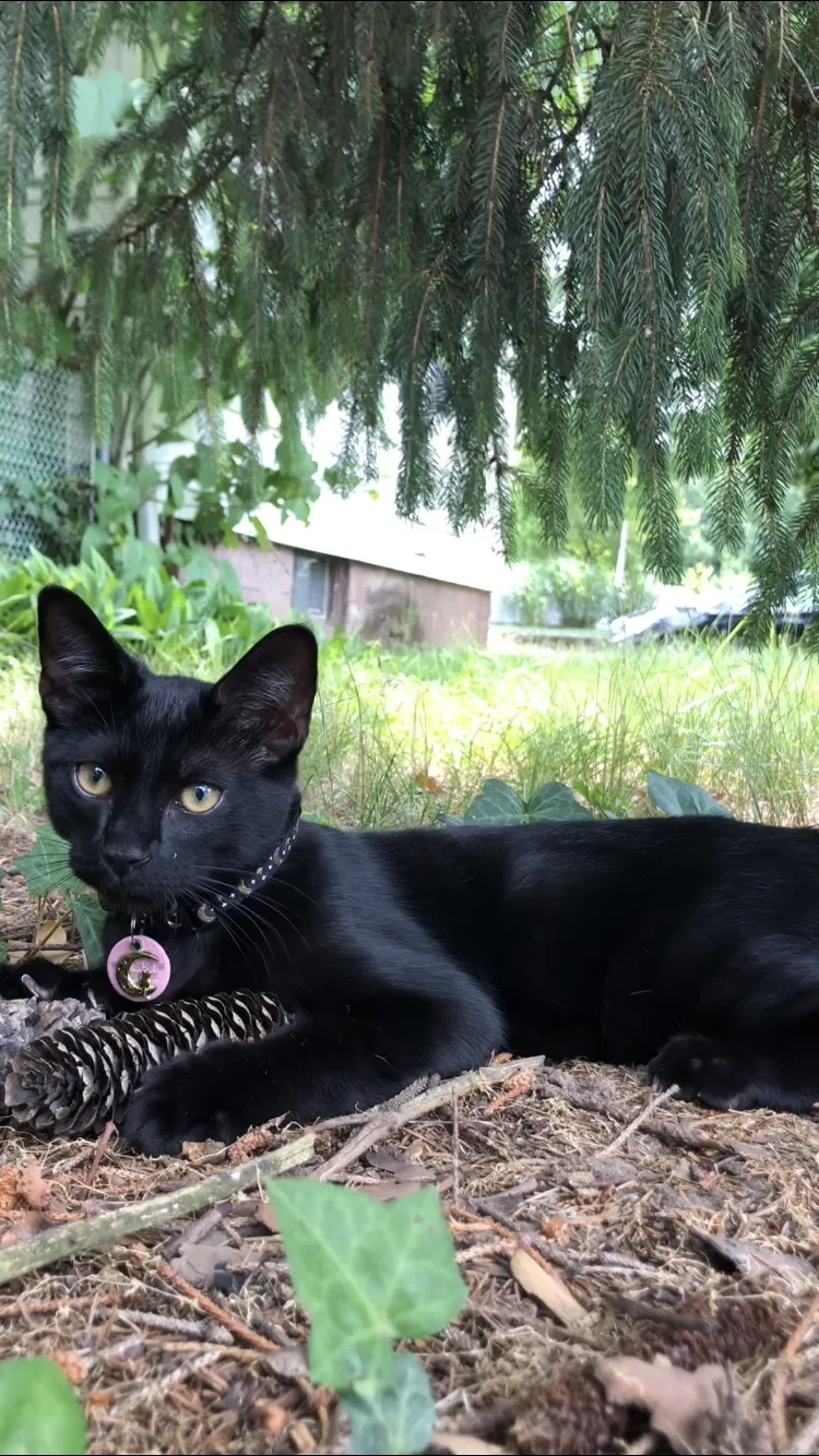 Lost cat in Little Falls, NJ, 7424