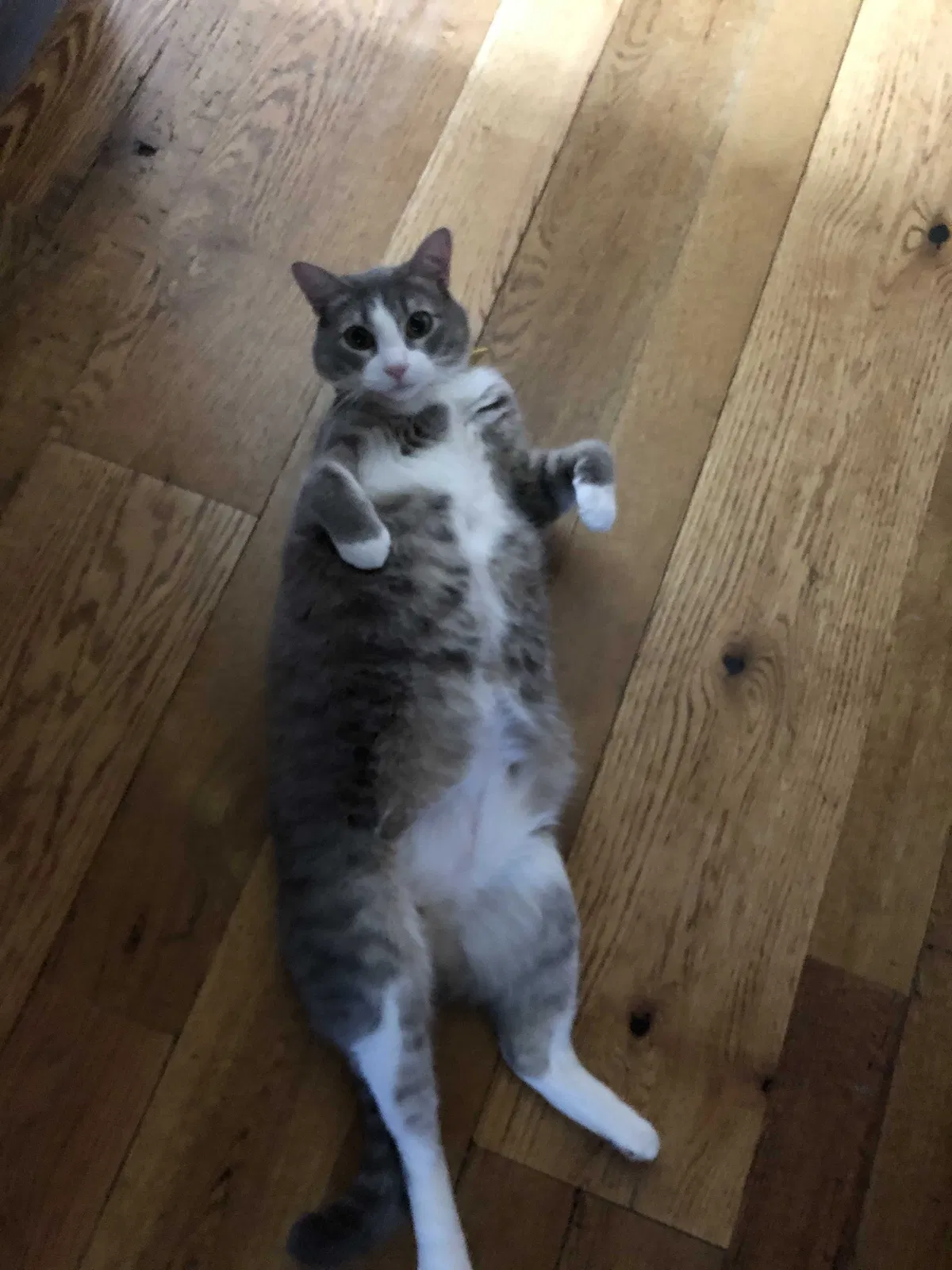 Lost cat in Rosemary Beach, FL, 32461