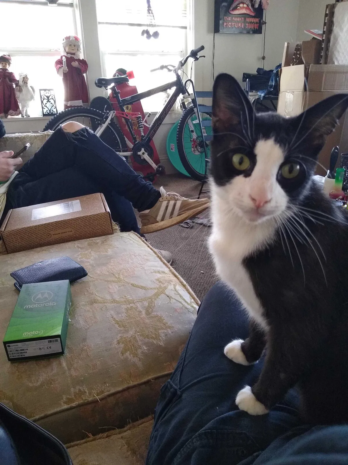 Lost cat in Tacoma, WA, 98403